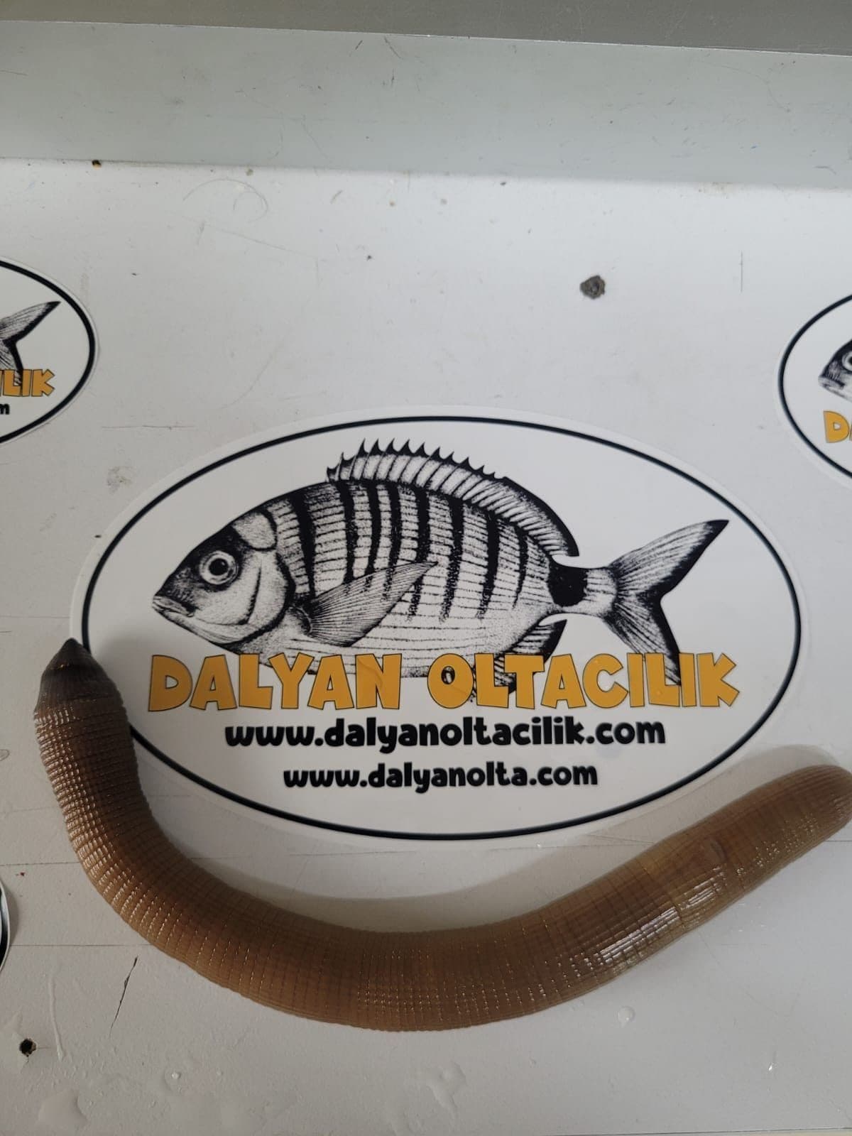 Canlı Bibi Nasıl Takılır? En Etkili İğneleme Teknikleri Canlı Bibi Nasıl Takılır? En Etkili İğneleme Teknikleri